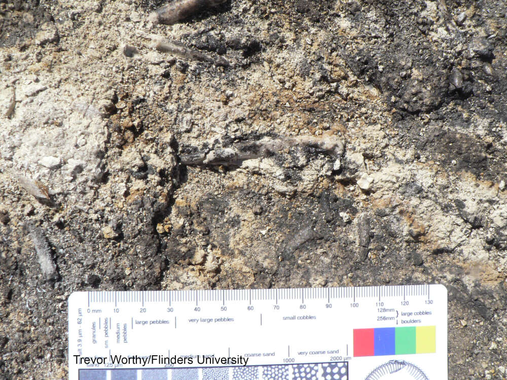contenido-1632741924-4-fósil-en-sedimento.